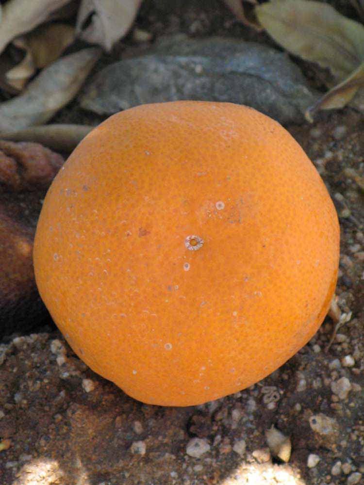            Fruit (Riverside, CA)   